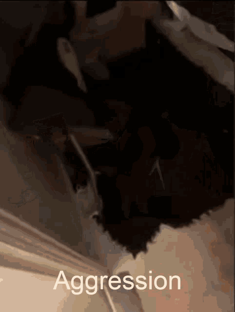 a picture of a cat with the word aggression in the corner