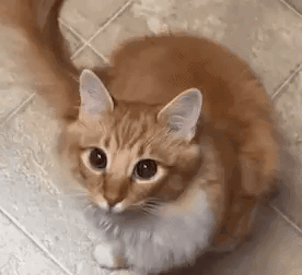 Orange Cat GIF - Orange Cat Orange Cat GIFs