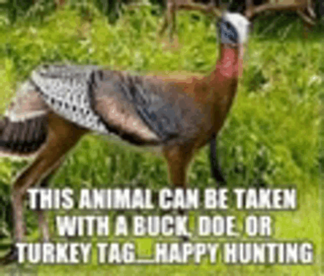 a turkey is standing in the grass with a buck in the background .