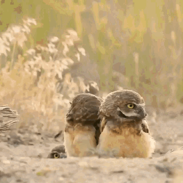 Owls Looking Up GIF - Owls Looking Up Confused GIFs