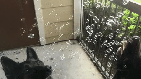 two dogs are playing with soap bubbles on a balcony .
