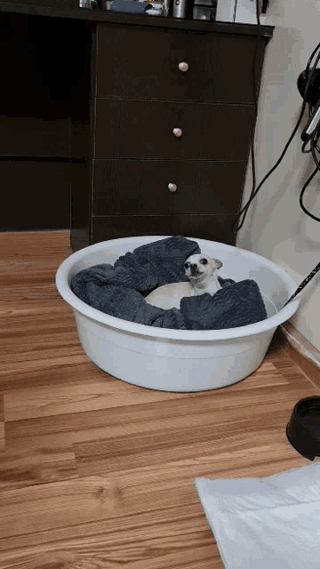 a small dog is laying in a white bowl on a wood floor