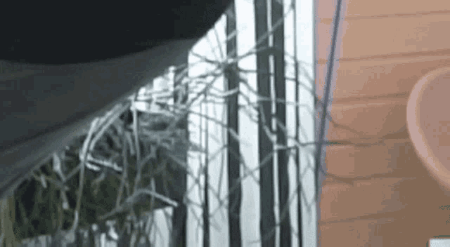 a person is standing in front of a window with a plant in a pot .
