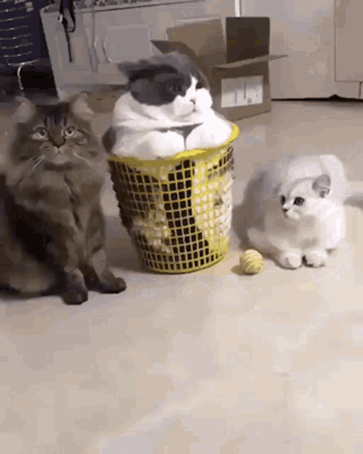 The Dignity Of The Number One Cat GIF - The Dignity Of The Number One Cat GIFs