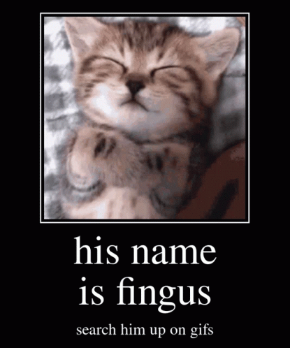Fingus Fungus GIF - Fingus Fungus Gifs GIFs