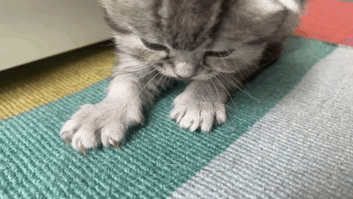 a close up of a cat 's claws on a rug