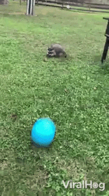Raccoon Viralhog GIF