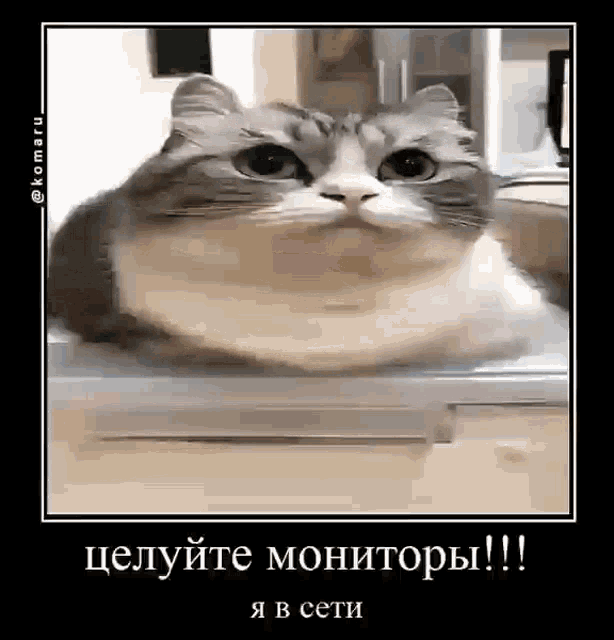 a cat is sitting on a desk and looking at the camera with a black frame .
