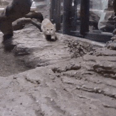 a cat is walking across a rocky area in front of a glass door
