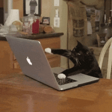 a black and white cat is playing with an apple laptop on a table
