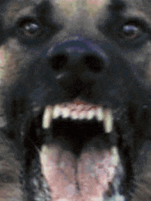 a close up of a dog 's face with its mouth open