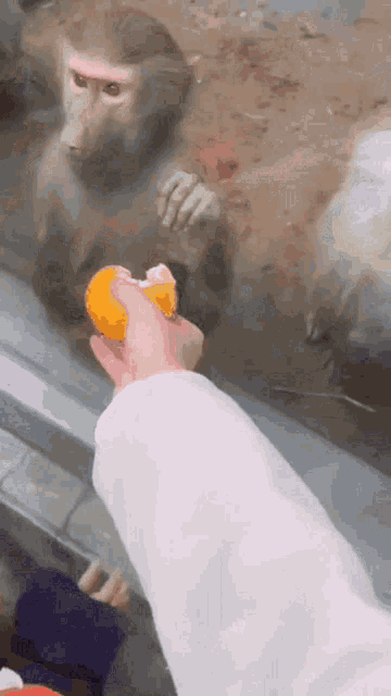 a person is feeding a monkey an orange through a glass door