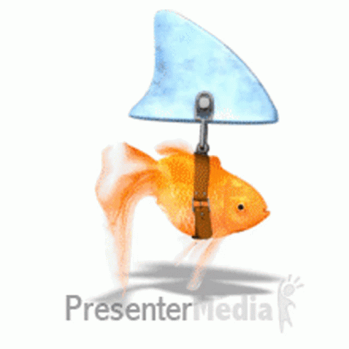 Sharygoldfish Goldsfish GIF - Sharygoldfish Goldsfish Fun GIFs