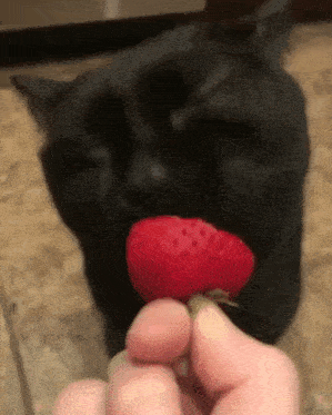 a black cat is eating a strawberry from a hand .