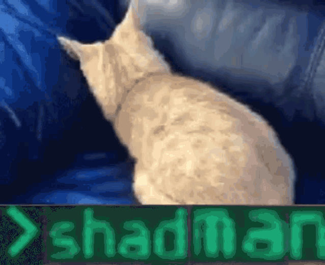 a cat is sitting on a blue couch next to a green sign that says shadman .