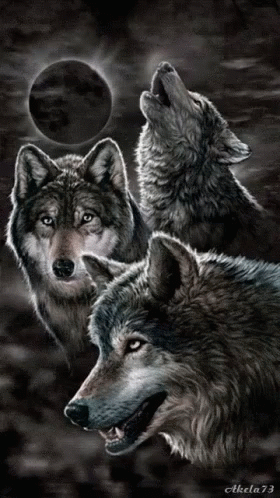 Wolves Animated GIF - Wolves Animated GIFs