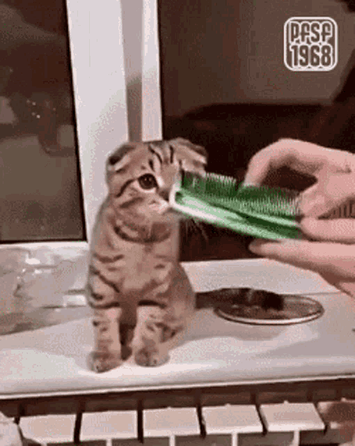 a cat is being brushed with a green comb by a person .
