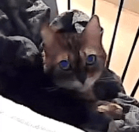 a cat with blue eyes is laying down on a chair .