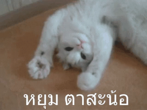 แมวหยุมตา Cat GIF - แมวหยุมตา Cat Paw GIFs