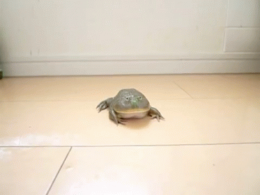 Right On The Nose GIF - Frog Walk Fail GIFs