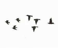 小鳥飛 Birds GIF - 小鳥飛 Birds Flying GIFs