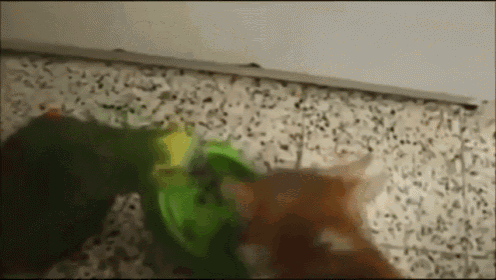 Seriously...Don'T Mess With The Cat GIF - Cat Bird Attack GIFs