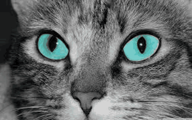 a close up of a cat with bright blue eyes .