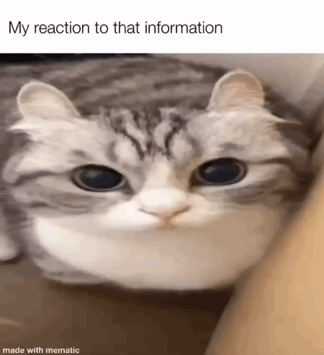Komaru Cat My Honest Reaction GIF - Komaru Cat My Honest Reaction Komaru Reaction To That Information GIFs