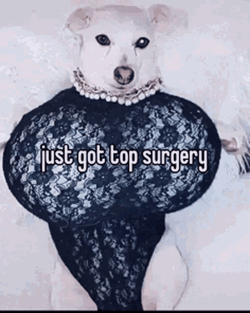 a dog with huge breasts and the words just got top surgery on the bottom