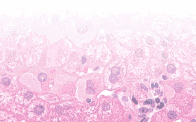 a diagram of the inside of an animal cell with labels on it