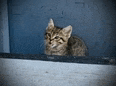 a kitten is looking out a window and looking at the camera