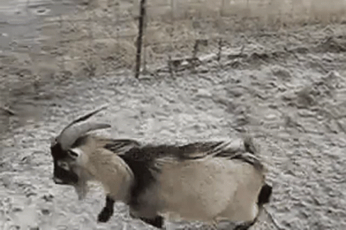 Goat Slip GIF - Goat Slip Slide GIFs