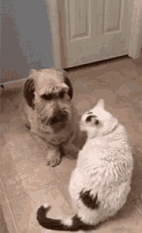 a dog and a cat are standing next to each other on a tile floor .
