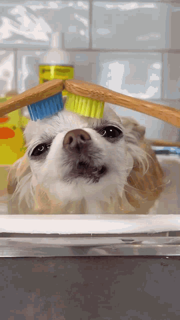 a dog is brushing its teeth in a sink