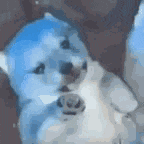 a close up of a white dog with a blue head .