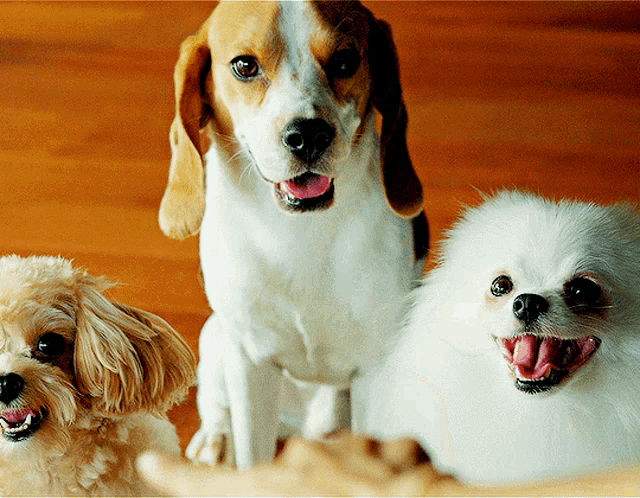 three dogs are sitting next to each other on a wooden floor with their tongues out
