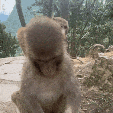 a close up of a monkey 's face with a mountain in the background