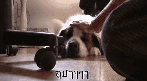 a person petting a dog laying on the floor with a foreign language written on the bottom