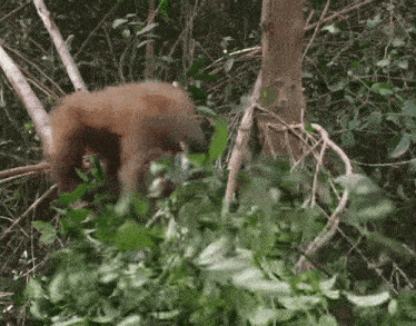 a monkey is standing in the woods eating leaves from a tree