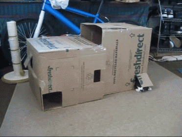 Attack!  GIF - Pet Kittens Playhouse GIFs