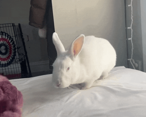 a white rabbit standing on a bed with a red eye