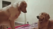 Dog Puppies GIF - Dog Puppies Doggo GIFs