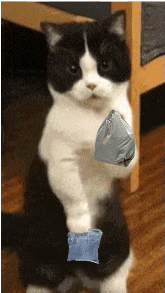 a black and white cat is holding a blue bag