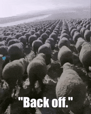 a herd of sheep are walking in a field with the words " back off " on the bottom .