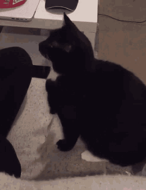 a black cat is sitting on a white couch