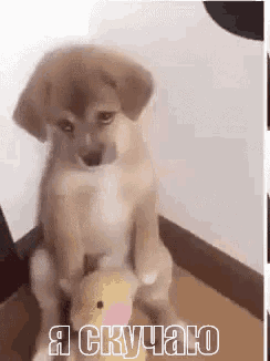 a puppy is sitting on the floor holding a stuffed animal and says i 'm sorry .