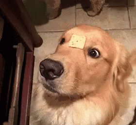 金毛犬 狗 可爱 搞笑 GIF - Golden Retriever Dog Cute GIFs