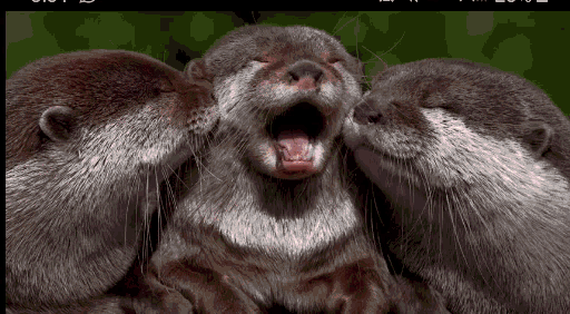 Benedict Cumber Batch And Otters GIF - Benedict Cumber Batch And Otters Sea Otters Fun GIFs