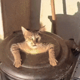a cat is sitting on the top of a trash can