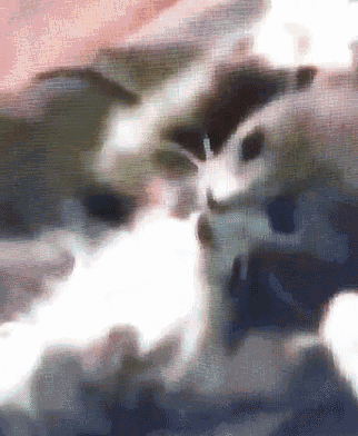 Cute Kitten GIF - Cute Kitten Tickle GIFs